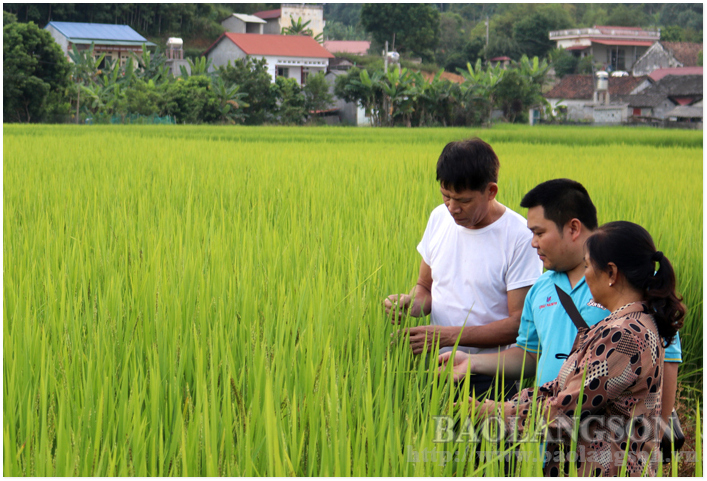 HTX Nông sản sạch Tràng Định kiểm tra quá trình sinh trưởng, phát triển lúa bao thai hồng tại xã Hùng Sơn
